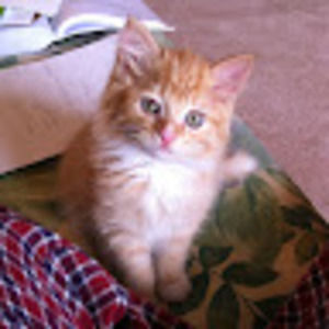 Meet your Posher, Francie